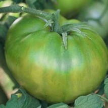 Fresh Seeds Green Pineapple Tomato Seeds - $13.96