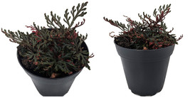 Selaginella Red Ruby Exotic Moss Club Very Easy To Grow Live Plant 4&quot; Pot - C2  - £43.86 GBP