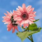 30+ Seeds Pink Sunflowers Rare Planting Sunflower Garden Bonsai Flower o... - $19.98