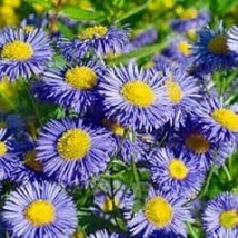 PWO Fleabane Daisy 500 Seeds Heirloom - $7.20