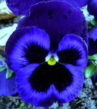 Blue Pansy Seeds Ullswater Blue Viola Seeds Blue Pansies Heirloom Seeds ... - £6.99 GBP