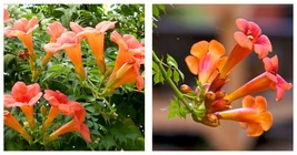 FLOWER VINE SEEDS: Perennial Trumpet Creeper (Campsis radicans) 200 Seeds - £13.29 GBP