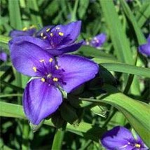 GIB Ohio Spiderwort Tradescantia 50 Seeds - £6.94 GBP