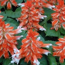 New Seeds Flowers Salvia Seeds Vista Red And White 50 Flower Seeds USA Seller - $18.00