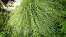 Carex Grass Seeds 25 Multi Pelleted Seeds Amazon Mist Garden USA Seller - £15.59 GBP