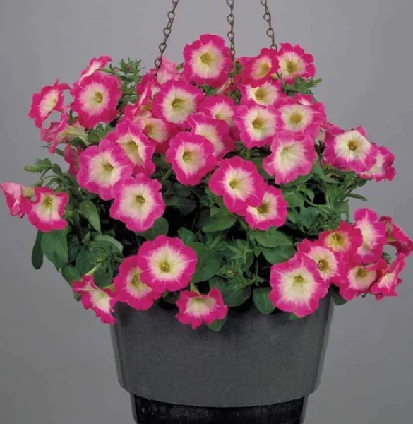 Petunia Seeds 50 Pelleted Seeds Merlin Rose Morn Fresh Seeds - £22.78 GBP