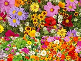 2001+Tall NATIVE WILDFLOWER MIX 19 Flowering Annuals Cut Flowers Seeds F... - $13.00
