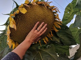 BPA 10 Mammoth Grey Stripe Sunflower Seeds Huge Giant Large SunflowersFresh From - £6.93 GBP