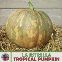 10 La Estrella Tropical Pumpkin Seeds Non-Gmo Genuine Usa USA Seller Garden Fres - £10.73 GBP