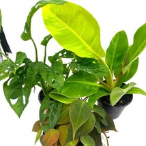 Philodendron Assortment Set, 4 inch pots, Set of 3, Large Philo, Indoor - £29.65 GBP