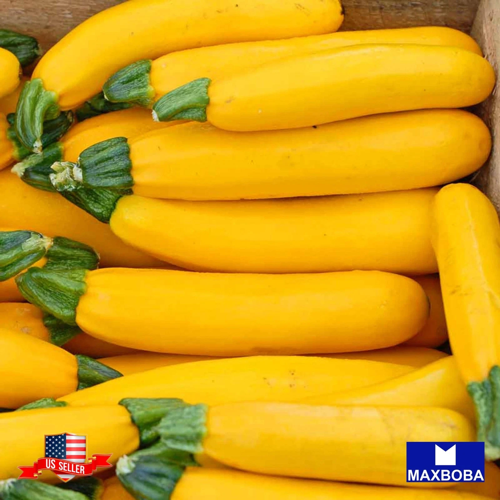 100+ GOLDEN ZUCCHINI SEEDS -- SUMMER -- HEIRLOOM -- ORGANIC -- NON GMO -... - $8.69
