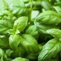 Genovese Basil  Seeds - Organic - Non Gmo - Heirloom – Herb Seeds 10 Seeds - £8.68 GBP