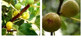 Cold Hardy Fig Trees 2 Live Plants “Kadota” - £35.16 GBP