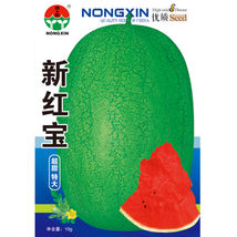 Xin Hong Bao Big Long Sweet Red Watermelon Fruit Seeds 50 Seeds - $7.99