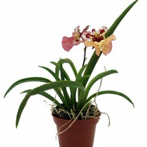 Tiny Dancer Tolumnia Miniature Orchid Plant Without Flower Spike 2 inch Pot Beau - £30.91 GBP