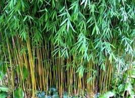 90 Seeds Black Cherry Bamboo Seeds Fargesia Sp Jiuzhaigou 4 robusta - £23.16 GBP