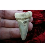 (S241-30) 1-7/8&quot; wicked Fossil MEGALODON Shark Tooth Teeth JEWELRY love ... - €40,90 EUR