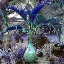 20 Pcs Bottle Palm Seeds - Blue Color From Garden - £5.16 GBP