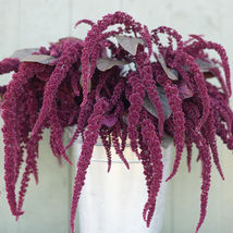 US Seller 50 Amaranthus Seeds -Hopi Red Dye- Flower Seeds- USA Grown -Non GMO - £7.65 GBP