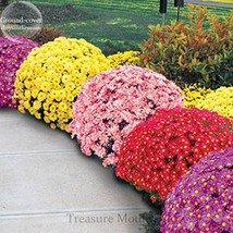 Ground Cover Chrysanthemum Yellow Pink Red Mixed Different Colors Hardy Seeds Ga - £4.83 GBP