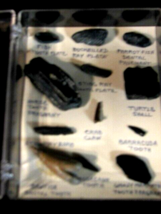 Fossil Lot 12 ea. Fish Tooth Plate, Duckbilled Ray Plate, Parrot Fish an... - $29.69
