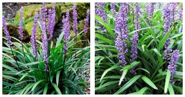 Starter Plant ( 4in ) ( 3 ) Big Blue Liriope ( Monkey grass )- ( 3 live plants ) - £40.30 GBP