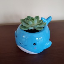 Happy Whale Planter with Live Succulent, 6" Blue Ceramic Animal Pot, Echeveria image 4