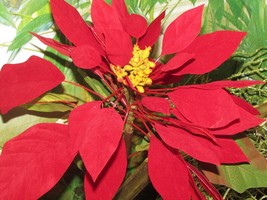 artificial poinsettia flowers red approx 15&quot; diam x 30&quot; tall  - £6.80 GBP