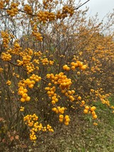Ilex verticillata &#39;Chrysocarpa&#39;- Yellow Fruit Winterberry - 3 Gallon Pot... - $99.00
