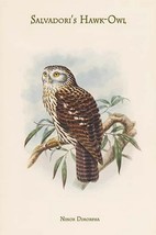 Ninox Dimorpha - Salvadori&#39;s Hawk-Owl by John Gould - Art Print - £17.30 GBP+