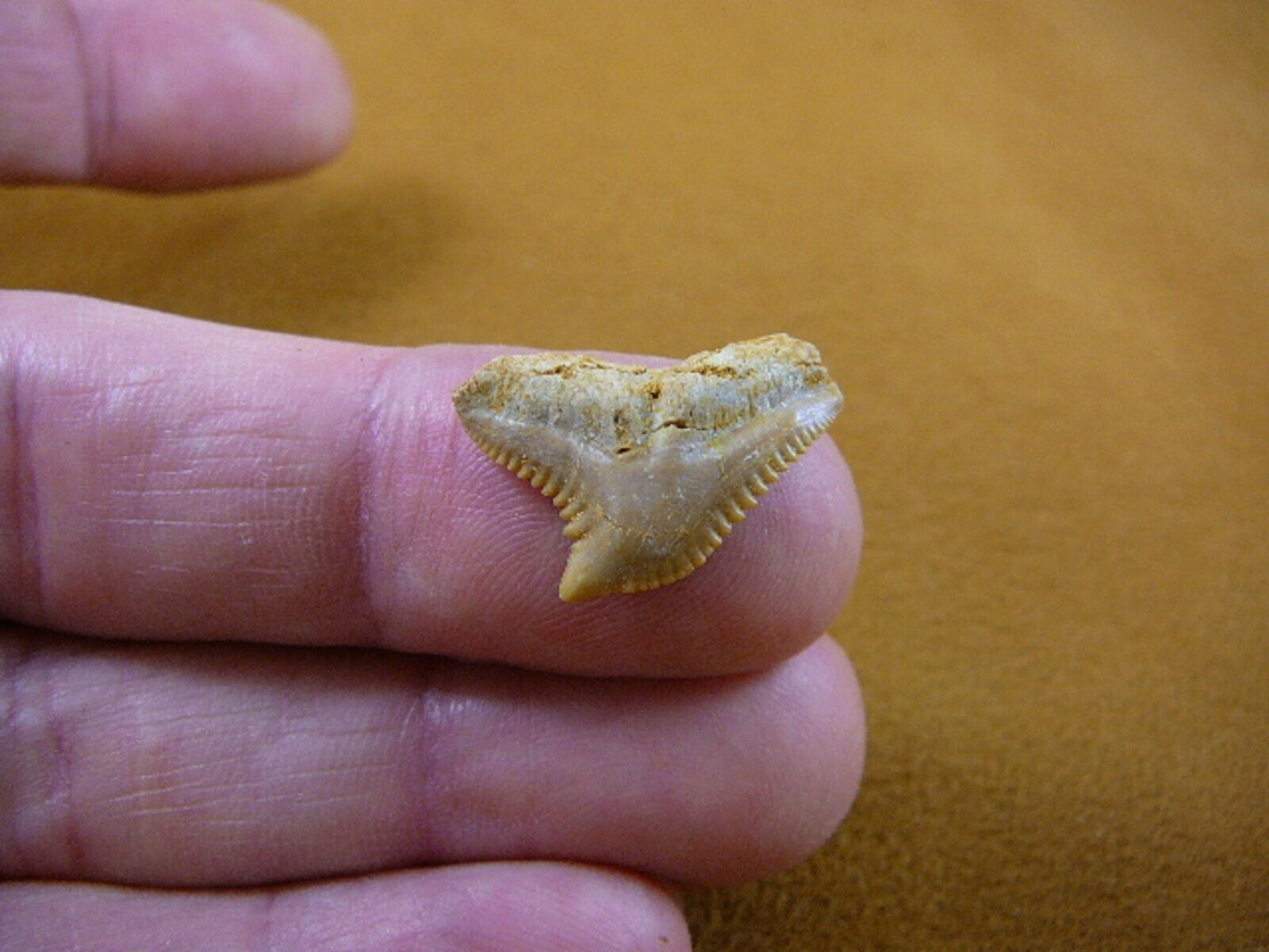 (s343-53) Extremely Rare 3/4&quot; Fossil Tiger Shark Galeocerdo Tooth from M... - $11.29