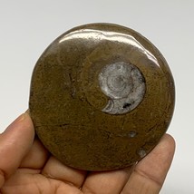 67.5g, 2.6&quot;x2.6&quot;x0.5&quot;, Goniatite (Button) Ammonite Polished Fossils, B30065 - £5.43 GBP