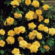 10 Pc Seeds Climbing Yellow Rose Flower, Climbing Rose Seeds for Planting | RK - £13.41 GBP
