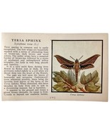 Tersa Sphinx Moth 1934 Butterflies Of America Antique Insect Art PCBG14A - $19.99