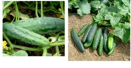 250+ Marketmore 76 Cucumber Seeds | Vegetable Seeds | Fresh Garden Seeds - £26.01 GBP