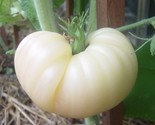 30 Seeds Great White Tomato Beefsteak Seeds Heirloom Organic Non Gmo Rar... - $8.99