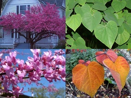 Variety Size Eastern Red Bud Seeds Cercis Canadensis Tree  - £13.27 GBP+