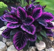 Exclusive Goeppertia warszewiczii Seeds – Exotic Foliage for Your Collec... - $12.45