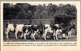 1948 Magazine Photo Six 1,000 pound Holstein Cows in One Herd - $11.58