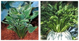 1 Live Potted Plant hosta PRAYING HANDS small upright 2.5&quot; pot - £32.76 GBP