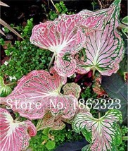 50 Seeds Thailand Caladium Seeds Tiger Pink Greenish Ornamental Leaves Garden Be - $14.22