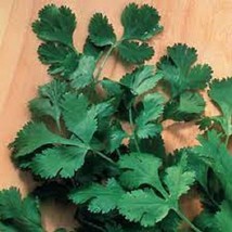 Slow Bolt Cilantro Organic Seeds An Variety That Has A Great Flavor Very Slow To - £7.24 GBP