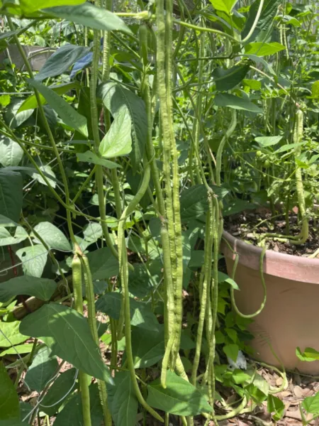 50 Dark Green Yard Long Bean Seeds Chinese Asparagus Fresh Garden - £9.42 GBP
