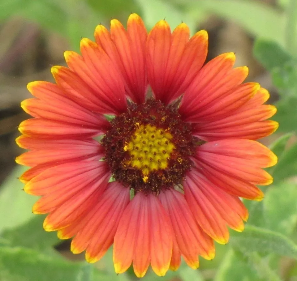 Indian Blanket Flower 200 Seeds - £7.56 GBP