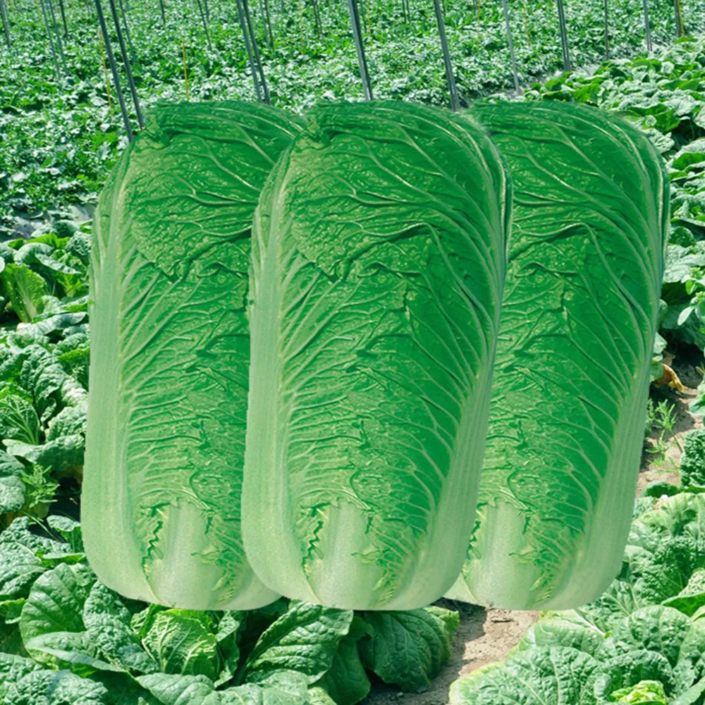 Chinese Cabbage Seeds - Ideal for Summer and Fall Vegetables  - £8.50 GBP