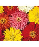 PSA Western Sand Cherry Seeds 6 Seeds Very Great For Landscaping Or Bons... - €15,06 EUR