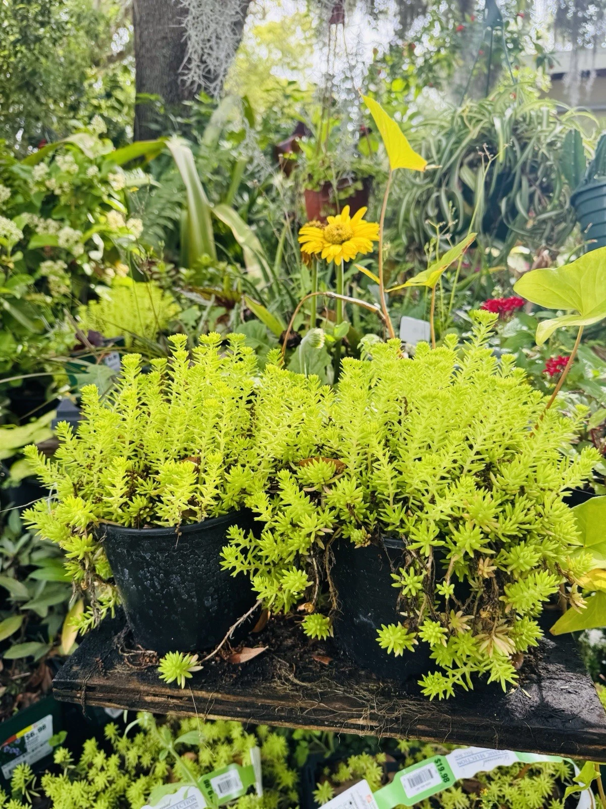 Sedum rupestre Sea Gold Plant - $20.36