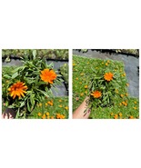 Live Plant Quad - Gazania Trailing Green Leaf Orange - Gardening - £41.68 GBP