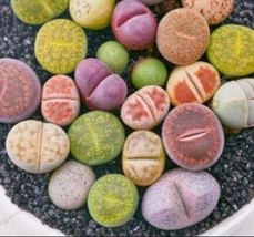 Worldwide Shipping 100Pcs Mix Living Stone Plants Seeds - $26.96