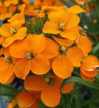 Siberian Wallflower Seeds 1000 Garden Flower Biennial Cool Weather Fast Shipping - £7.06 GBP